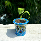 Jaipur Blue Pottery Floral Planter